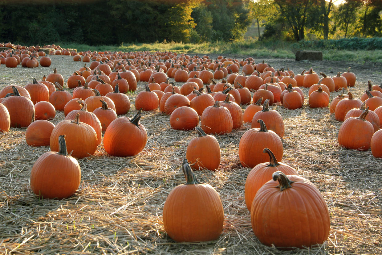 Celebrate Autumn A guide to fall festivals in Western Pennsylvania