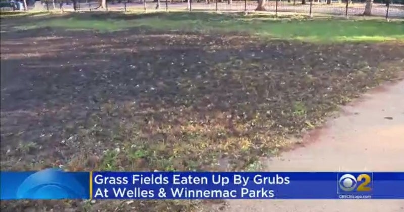 Grub Bug Treatment Will Delay Baseball And Softball Season At 2 Chicago Parks - CBS News