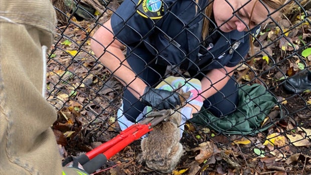 Acton Bunny Rescue 1 