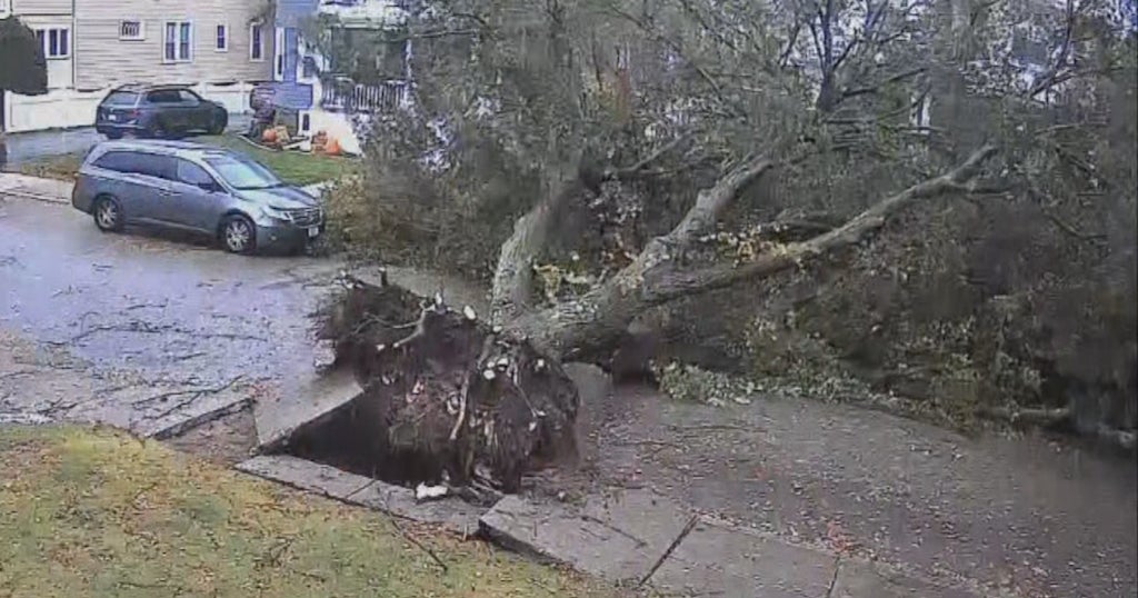 Tree Crashes Down In Front Of Van On West Roxbury Street - CBS Boston