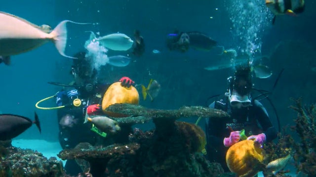 underwater-pumpkin-carving-national-aquarium.jpg 
