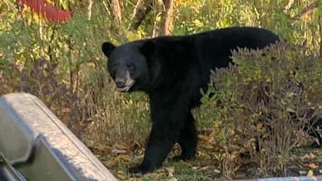 Marion-bear-sighting.jpg 