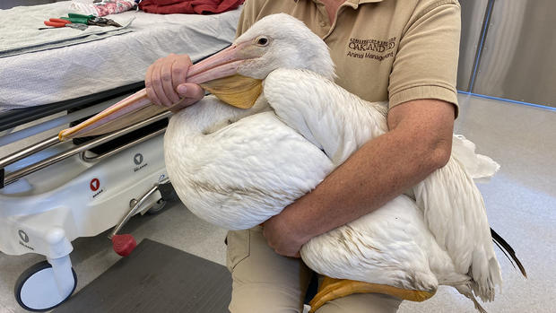 Pelican in Oakland Zoo Veterinary Hospital 