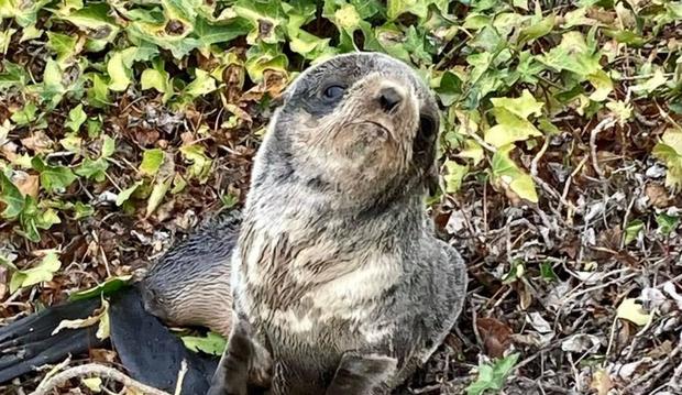 wayward seal lion pup rescued in San Rafael 