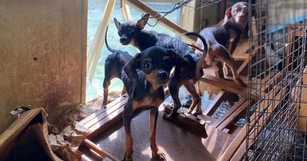 Arrests Made In Connection With 2 North Texas Animal Cruelty Cases ...