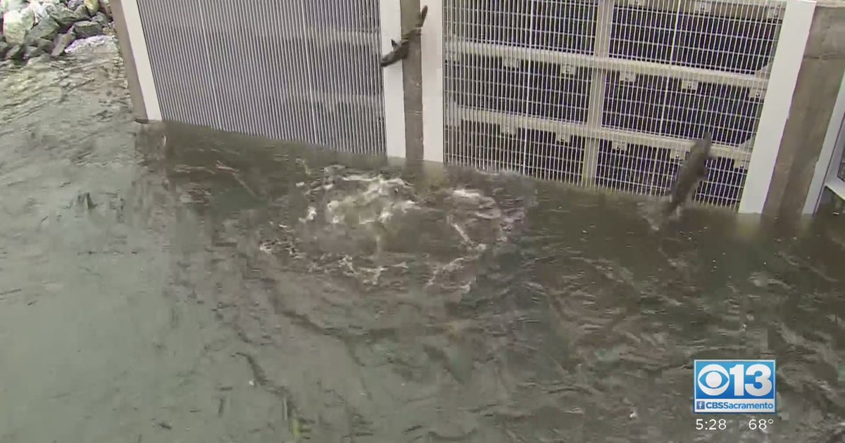 Nimbus Hatchery Features New Fish Ladder For FallRun Chinook Salmon