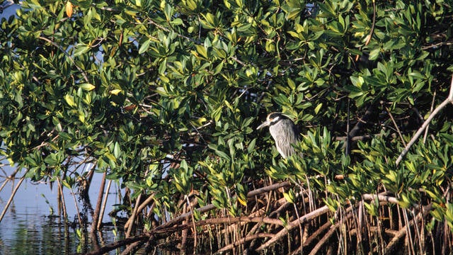 cbsn-fusion-mangrove-restoration-by-volunteers-in-florida-keys-could-offer-climate-solution-thumbnail-829329-640x360.jpg 
