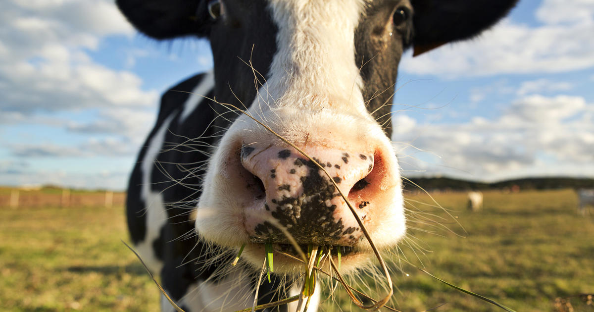 Feds testing ground beef sold where dairy cows were stricken by bird flu