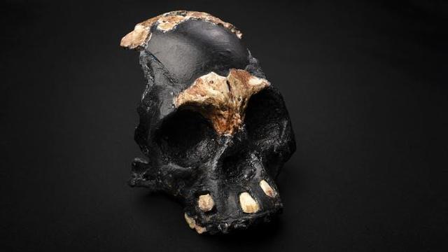 Ancient skull fossil- Homo naledi child 