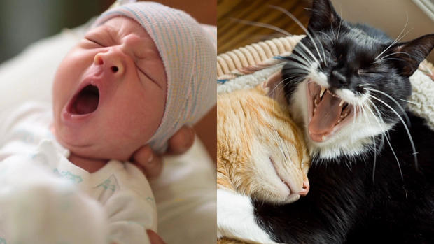 yawning-human-and-feline.jpg 