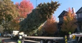 Chicago's Official Christmas Tree Donated By Logan Square Family; 'It's