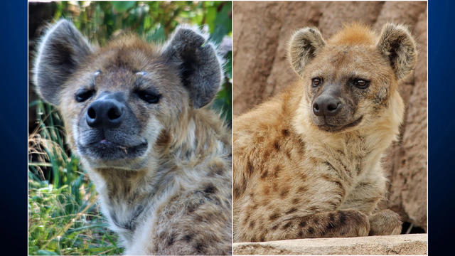 denver-zoo-hyenas.jpg 