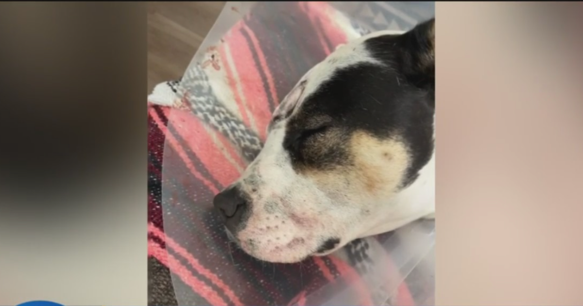Homeowner Outraged After Police Enter Property And Shoot Dog With Non ...