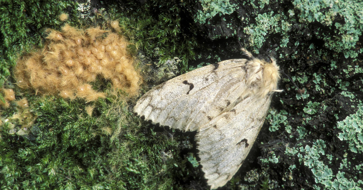 Mutterings from Maryville: Cedar Tip Moth damage