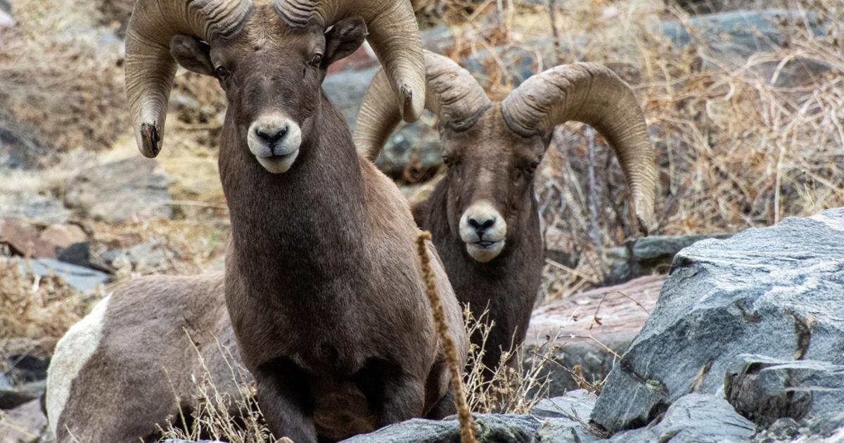 Historic Bighorn Sheep Herd To Be Celebrated During Festival In ...