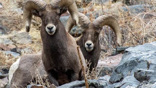 bighorn-sheep.jpg 