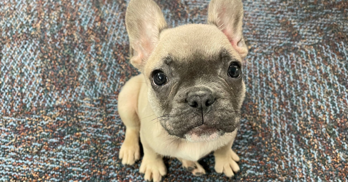 Fort Worth Police Reunite Stolen French Bulldog Puppy With Its Family ...