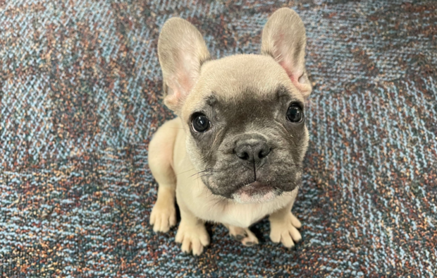 Dumbo the French Bulldog 