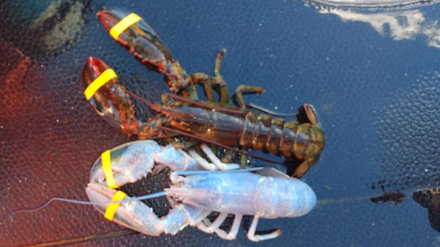 Rare "cotton candy lobster" caught in Maine - CBS News
