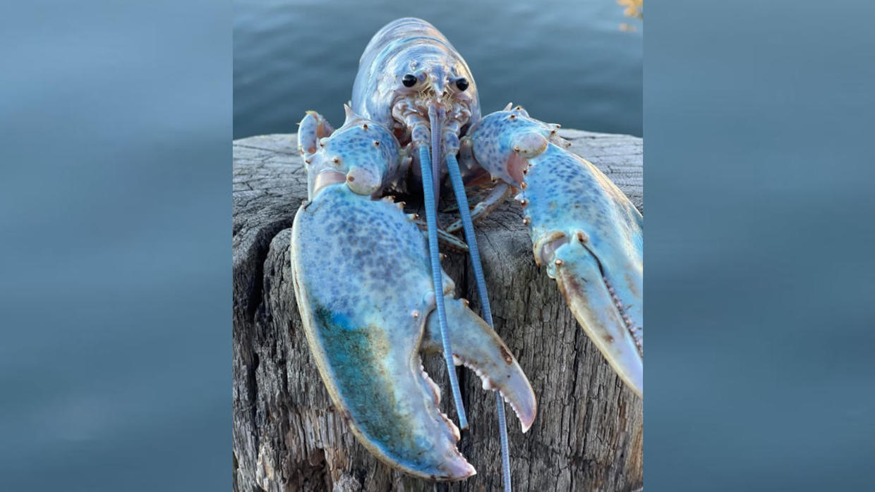 Rare Cotton Candy Lobster Caught In Maine Cbs News