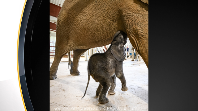 pittsburgh-zoo-baby-elephant.png 