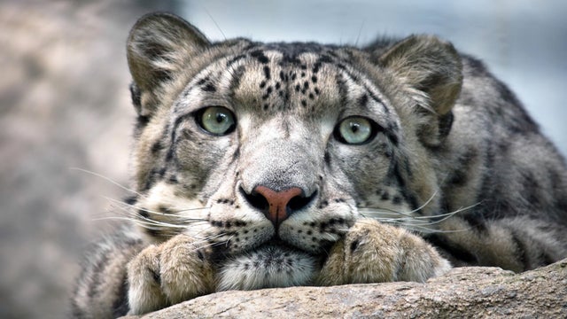 Snow leopard 