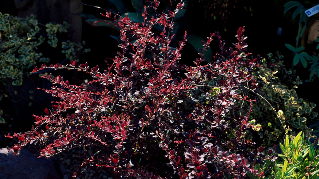 japanese-barberry.png 
