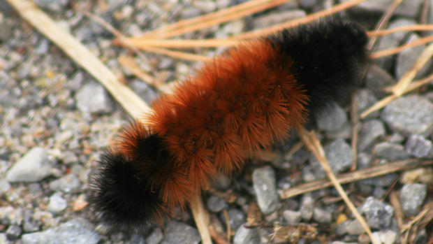 Woolly Bear Caterpillar 