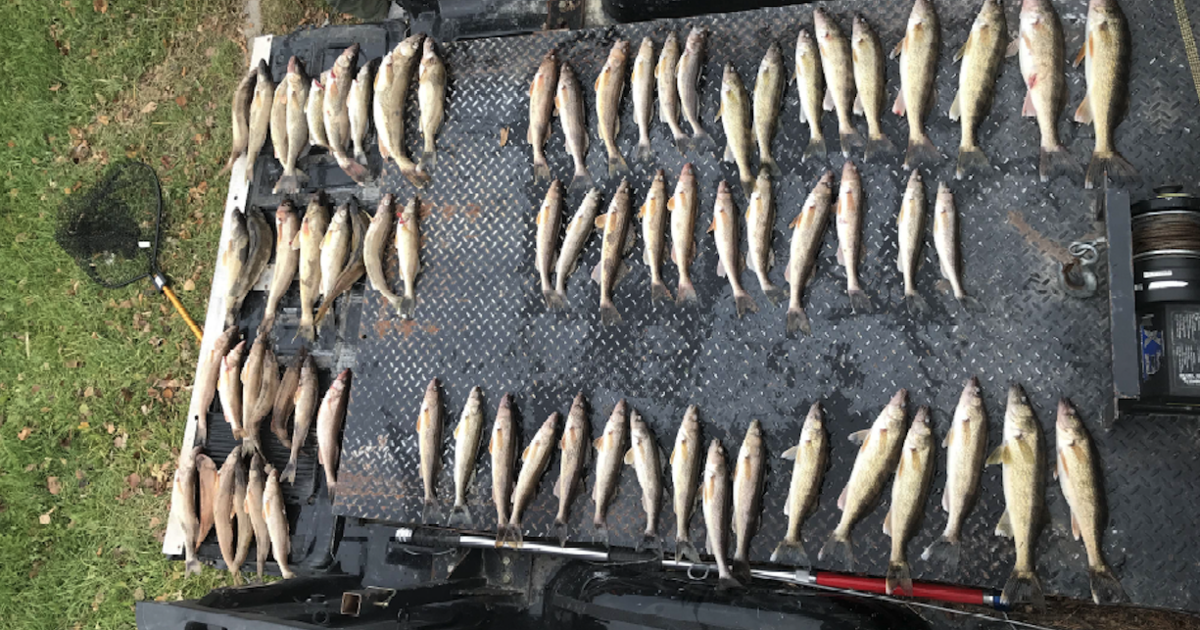 Minn. DNR: 4 Anglers Found With 48 Fish Over Legal Limit On Rainy River - CBS  Minnesota