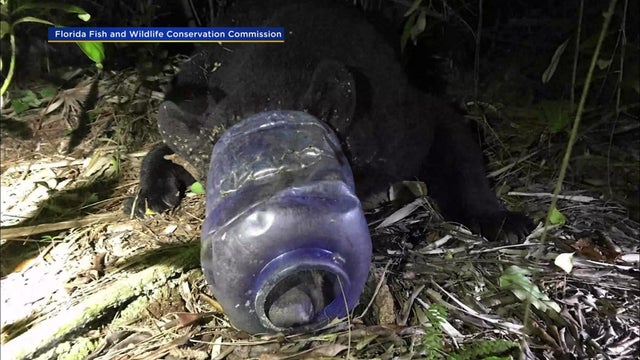 bear-rescue-video_2.jpg 