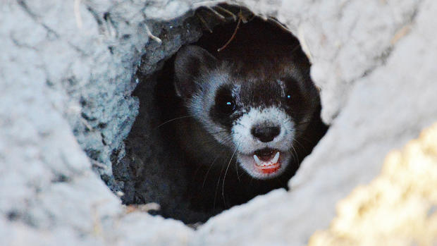 Black-Footed Ferrets Released In Colorado 