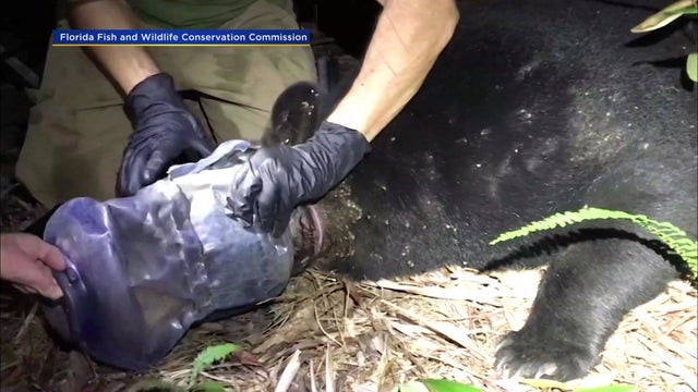 bear rescue