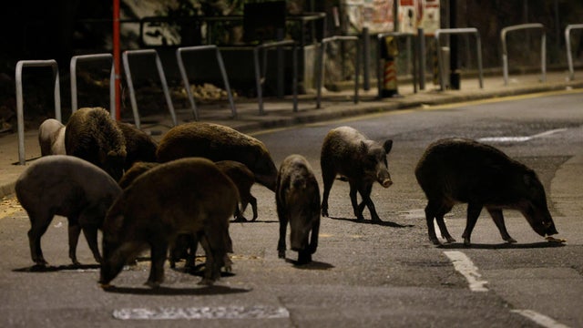Wild boars eat food baits, after the government announced they would catch and cull all wild boars found in the urban areas, in Hong Kong 