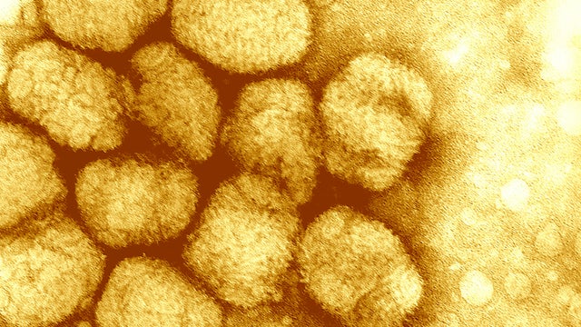 smallpox-viruses.jpg 