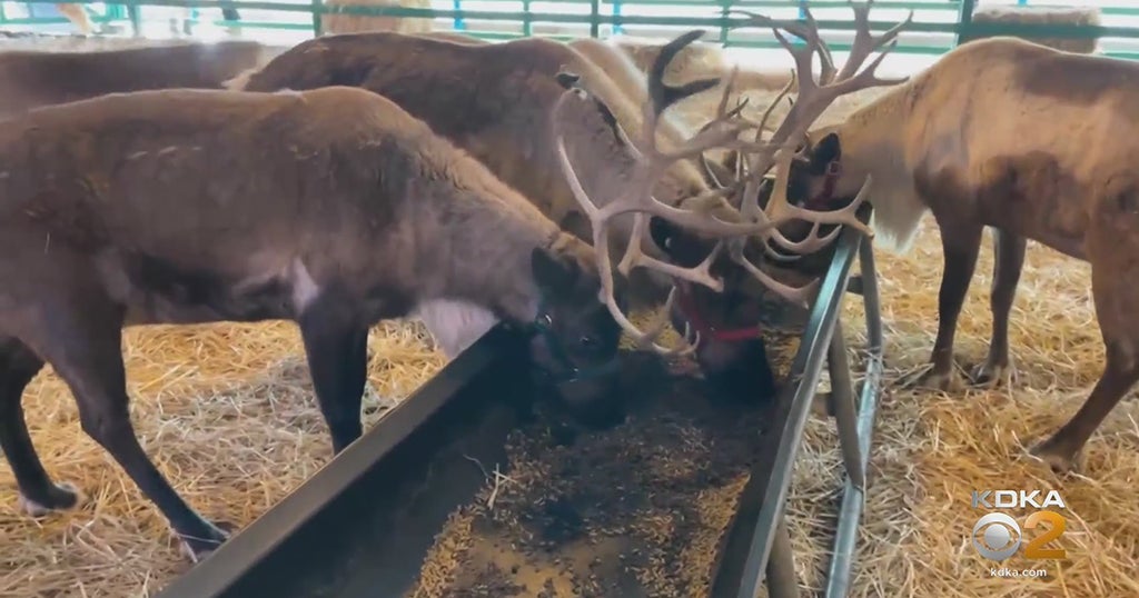 Rudolph, Santa's Other Reindeer On Display At Hershey Park - CBS Pittsburgh
