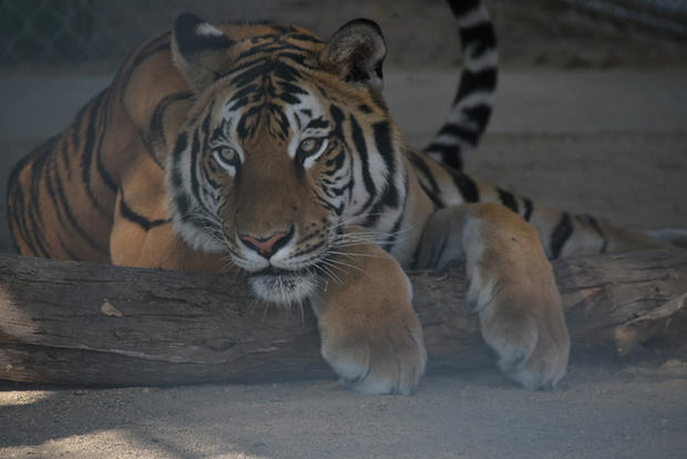 moorpark college bengal tiger 