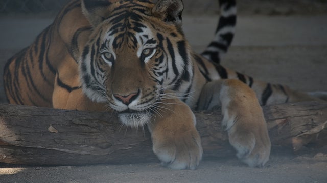 moorpark-college-bengal-tiger.jpg 