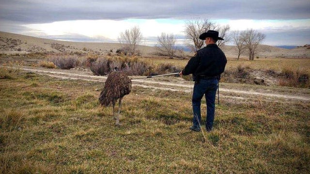 emu-caught.jpg 