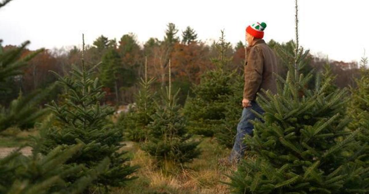 Christmas tree shortage affecting real and artificial trees ahead of