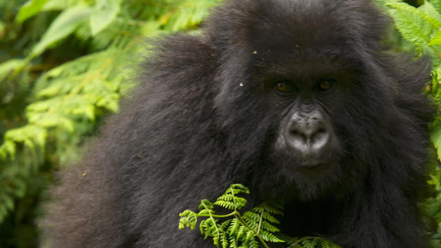 New study in Rwanda shows gorilla orphans thrive thanks to strong social  ties