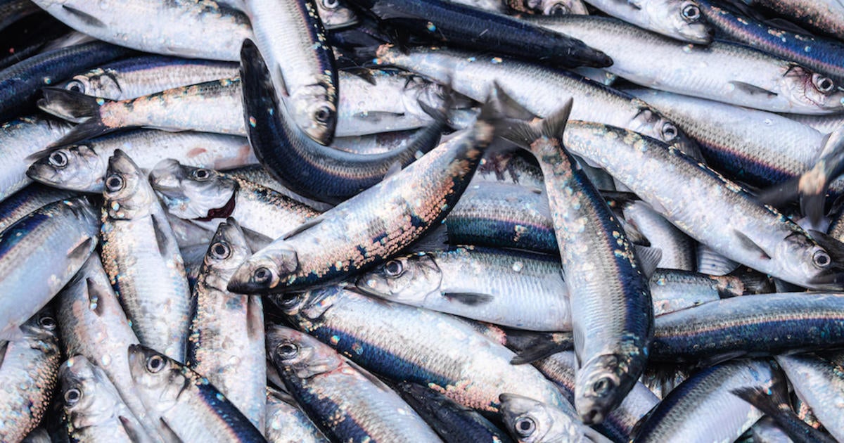 East Coast Herring Fishing Industry Shut Down Until 2022 - CBS Boston