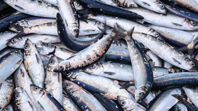 Herring-Fish.jpg 