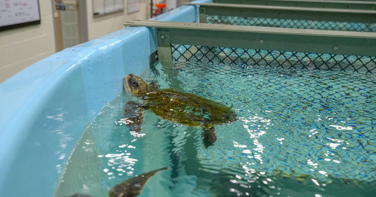 New England Aquarium Saves 119 Cold-Stunned Turtles Off Cape Cod - CBS ...