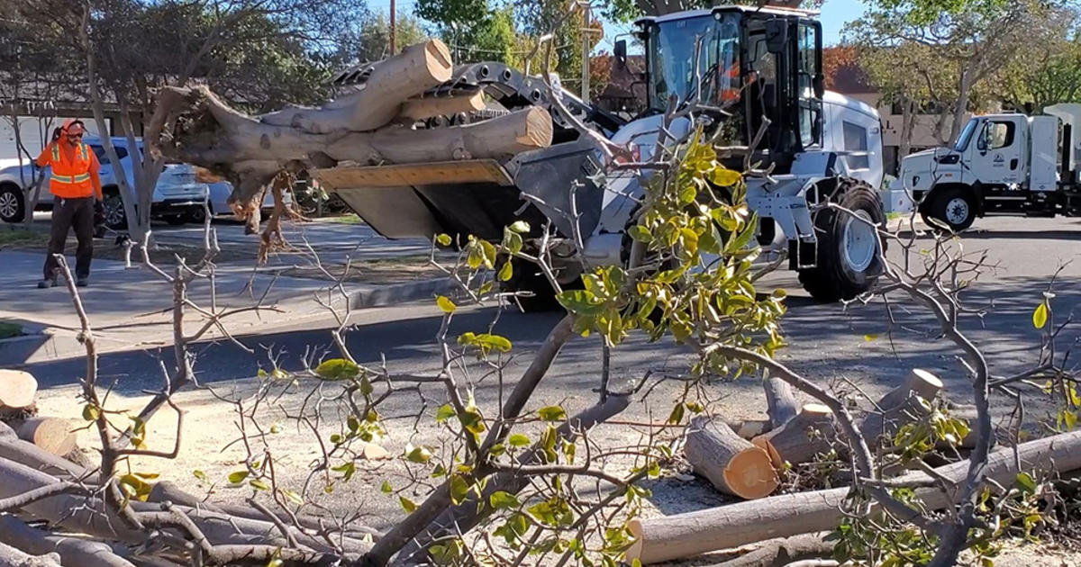 More Than 200 Downed Trees Fallen Limbs Reported In Santa Ana After