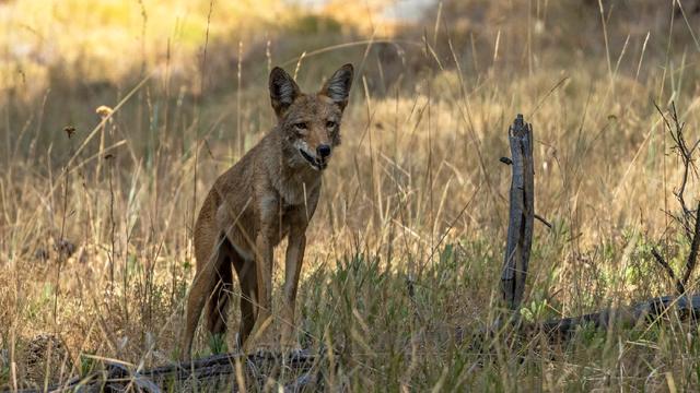coyote-getty-images.jpg 