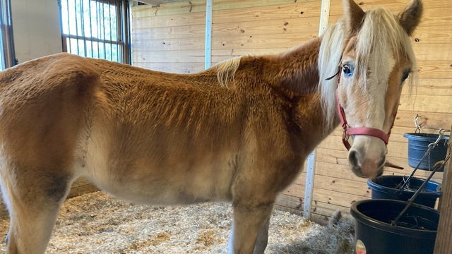 Both-Fancy-and-Goldie-pictured-here-scored-one-and-two-on-an-equine-body-score-marking-them-as-significantly-underweight-credit-MSPCA-Angell.jpg 