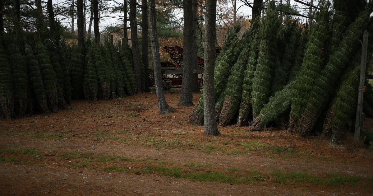 Expect to pay up to 30 more for a Christmas tree this year CBS News