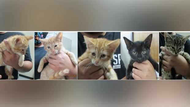 Kittens found abandoned 