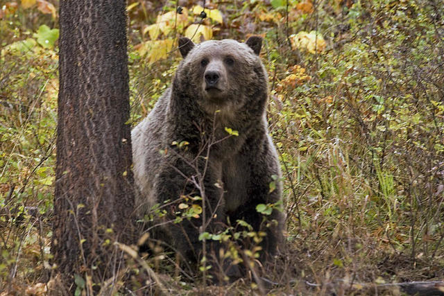 Montana seeks to end protections for some grizzlies, which would allow  hunting of bears for first time in decades - CBS News