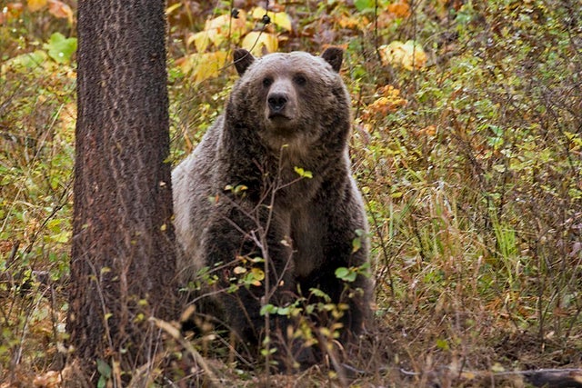 Bears in Montana, Grizzly